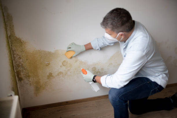 Best Post-Remediation Verification Testing  in Sand Lake, MI